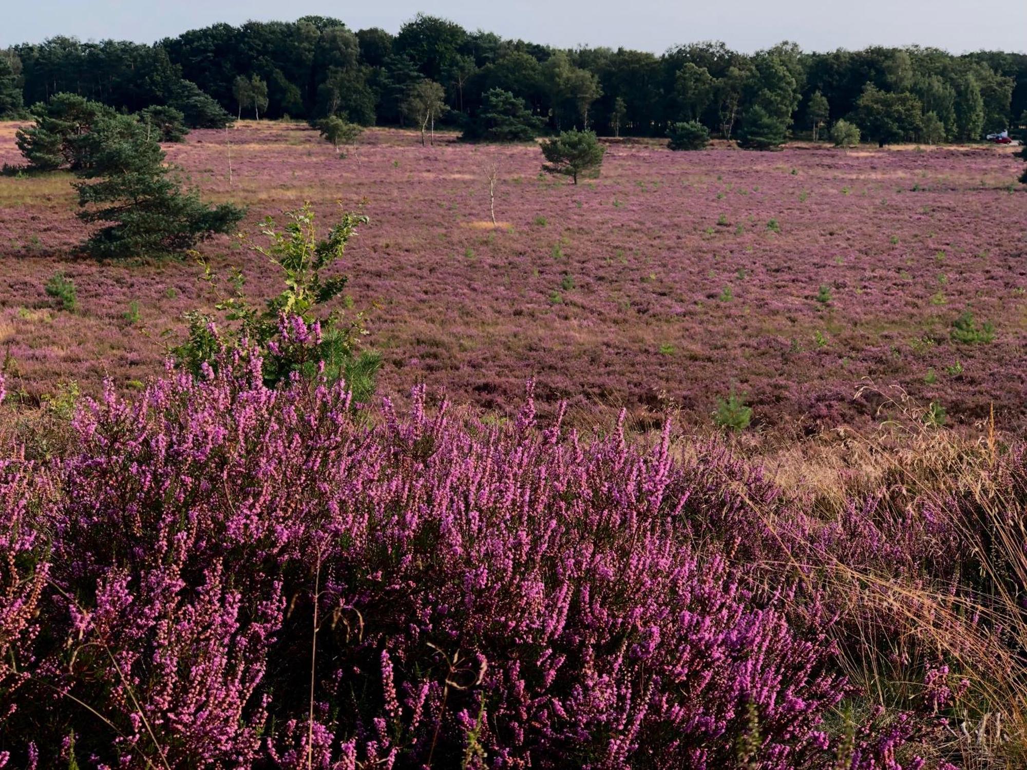 Het Natuurhuisje Op De Veluwe Nunspeet Exterior foto